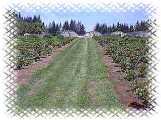 Field View