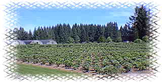 Field view