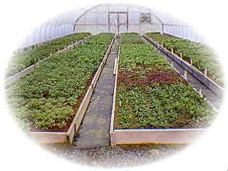 Greenhouse