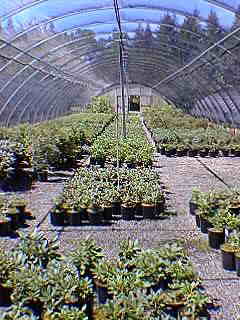 Greenhouse