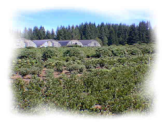 Field and Greenhouses